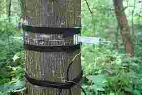 Growth and water level (Dendrometer)