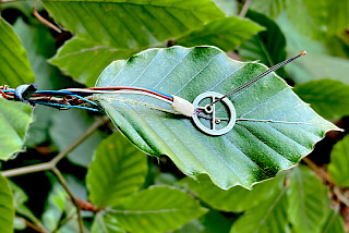 Leaf sensors